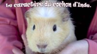 Le caractère du cochon d’Inde.