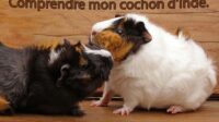 Comprendre mon cochon d’Inde.