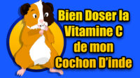 Quelle dose de vitamine c pour un cochon d’Inde ?