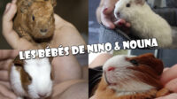 Les bébés de Nino et Nouna.