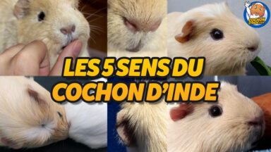 Les 5 sens du cochon d'Inde.