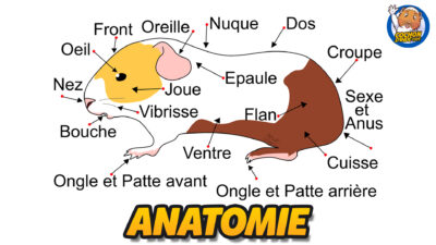 L'Anatomie du cochon d'Inde.