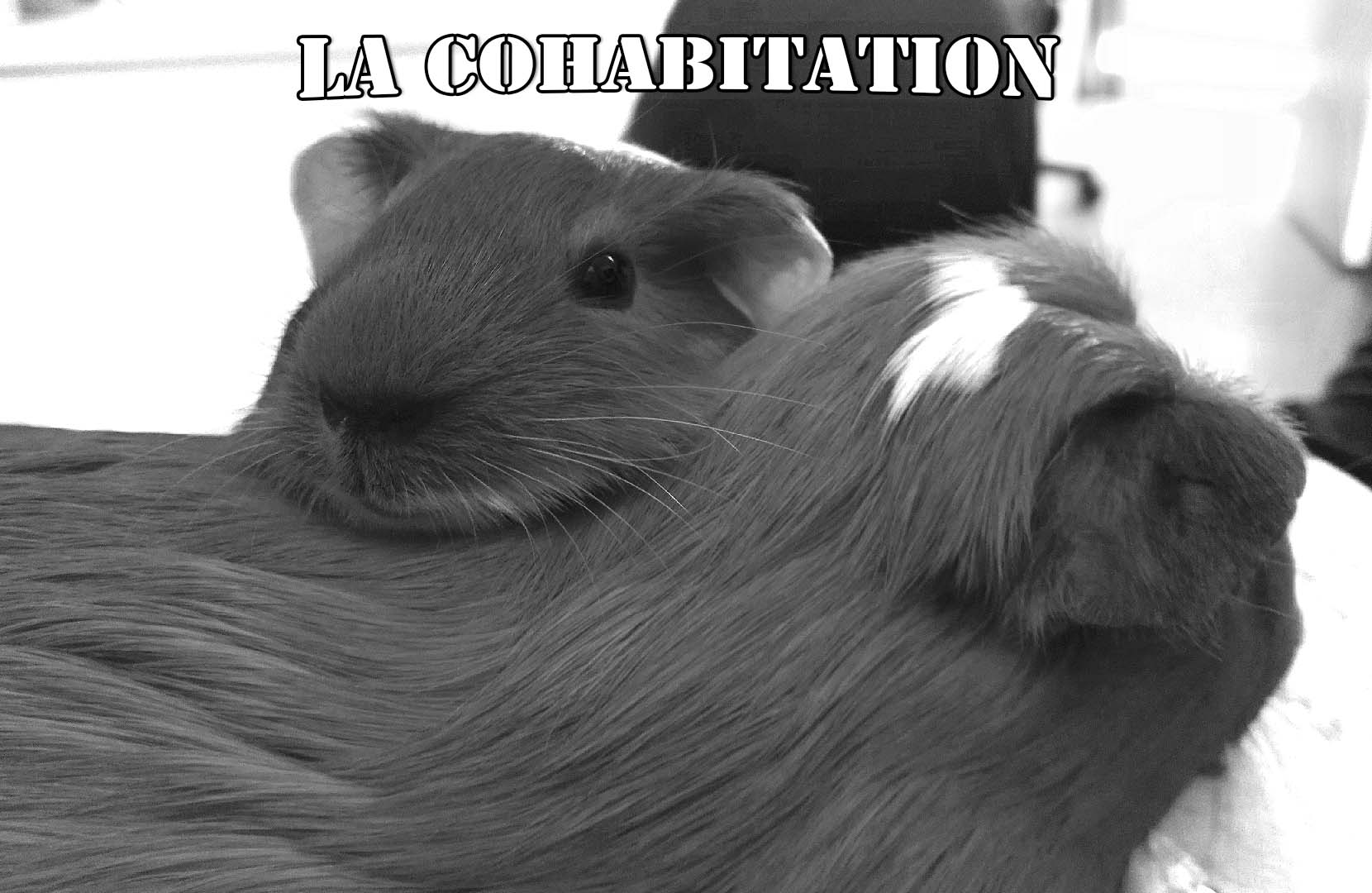 La Cohabitation