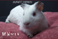 Winter cochon d’Inde Shelty Himalayen.