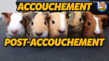 Accouchement & Post-Accouchement du Cochon d'Inde.