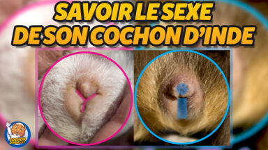 Reconnaitre le sexe de mon cochon d'Inde.