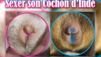 Comment sexer son cochon d’Inde ?