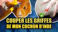 Comment couper les griffes de son cochon d’Inde ?