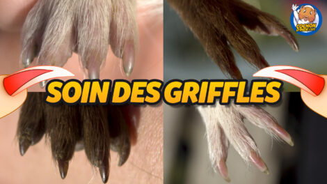 Le soin des griffes du cochon d'Inde.