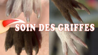 Soin des griffes du cochon d'Inde.