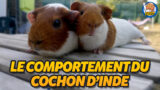 Le comportement du cochon d’Inde.