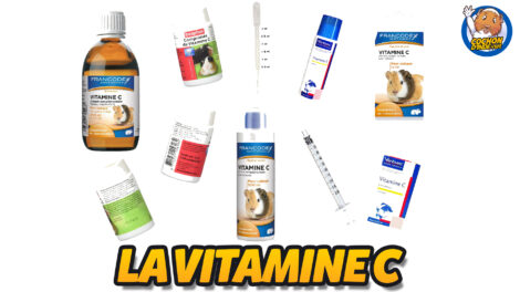 La vitamine C pour le cochon d'Inde.