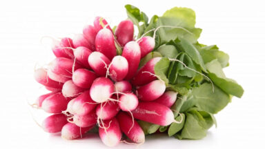 Radis rose pour cochon d'inde.