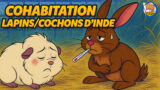 Cohabitation entre lapins et cochons d’Inde.